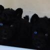 Champline Siberian pups , wooly black and one red