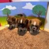 Shih Tzu Puppies for sale