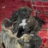 UKC REGISTERED PRESA CANARIO PUPPIES