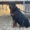 Male Rottweiler