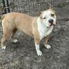 1 yr old female XL bully