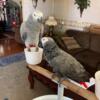 African Greys - Bonded Pair - Male & Female - Friendly