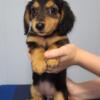 Mini long hair female Dachshund puppies Ocala FL