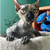 Tortie Female Sphynx