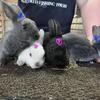 Mini Rex