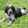 AKC Registered English Springer Spaniels