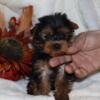 Ckc registered Yorkshire terrier yorkie female puppy