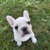 AKC Cream French bulldog Male health tested parents