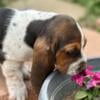 Basset Hound puppies