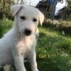 White German Shepards Puppies