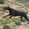 Red Female 1 yr Old  FULL AKC 