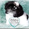 Shih Tzu "Female" AKC Parents & DNA tested for HEALTH "Ready for her new Family"