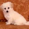 Toy Pomapoo Hypoallergenic Nonshedding Puppy