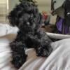 Toy poodle male ready