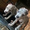 XL/stander merle 3mo puppies male and female