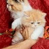 Persian kitten in Florida: for sale red, white and brown different ages, $100 adoption