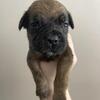 ICCF Cane Corso Puppies!! 2 Females Left!!