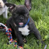 50/50 Frenchton puppies 1 left! ready to go now