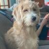 Lovable and Energetic Female Mini Goldendoodle