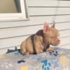 Micro American Bully