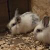 Male and female lionheads 