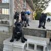 Cane Corso pups