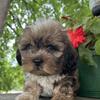 Shih-dachshund poodle mix
