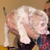 Micro exotic bully Merle ABR registered