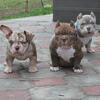 Pocket Bully Litter – Heavy Bone & Beautiful Colors