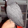 African Grey Talks up a storm!