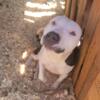 pitbulls to rehome /Free they need new homes before the 1st of year