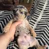 Purebred Chihuahua puppies 