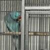 Breeding pair of Indian Ringnecks