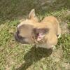 Fluffy Female Frenchie