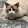 Pure Ragdoll Kitten