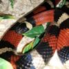 10yr old Pueblan milksnake