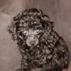 Black male toy poodle