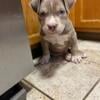 American bully puppy