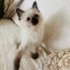 Ragdoll male seal point kitten