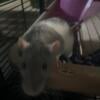 Female Rats in Ohio for sale