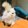 2 peke faced flame point Persian sisters