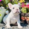 French Bulldog Puppy, Available NOW