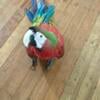 5 year old semi friendly Macaw