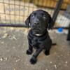 Lab Puppies AKC Black & Chocolate