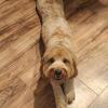Male Cavapoo 
