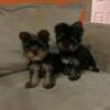 2 Male Yorkies Available