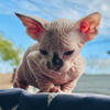 Sphynx kitten ready now Sphinx Pittsburgh Cleveland HCM scan