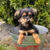 Yorki/Pomeranian puppies ready for new homes