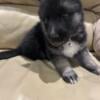 Cute 7 week male German Shepherd puppy