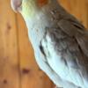 14 week old male cockatiel WITH BRAND NEW CAGE